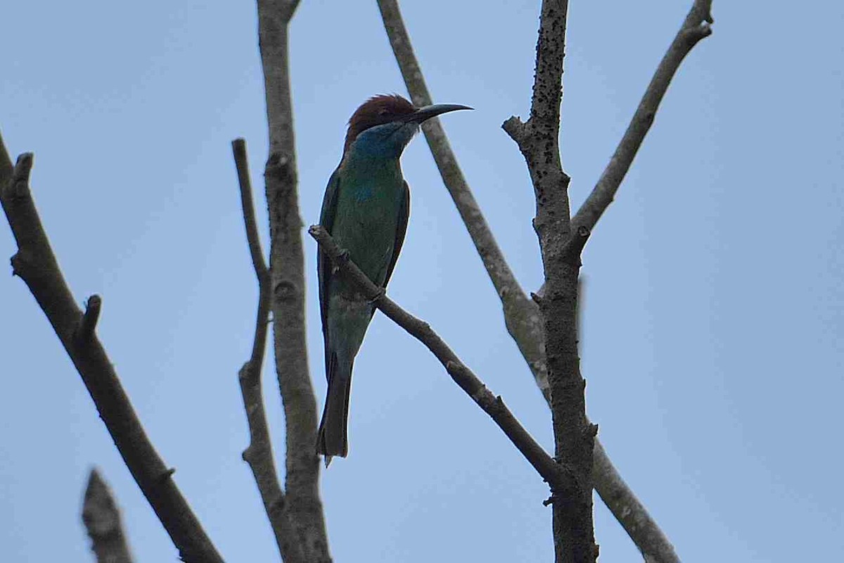 Blue-throated Bee-eater - ML157469021