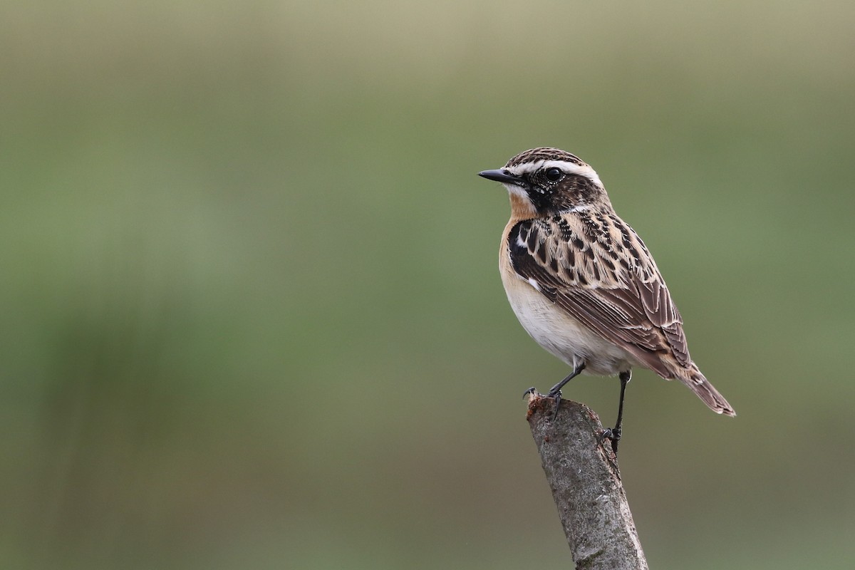 Whinchat - ML157470851