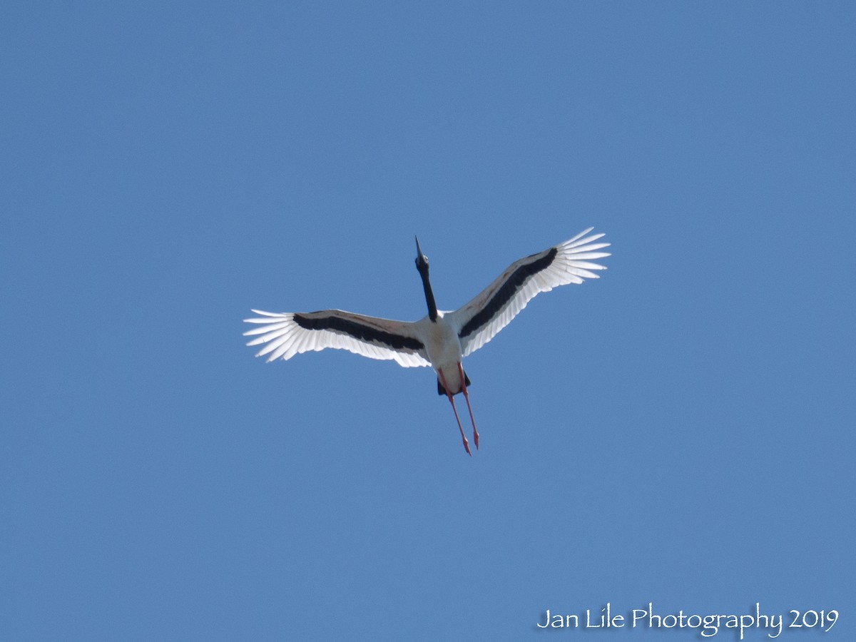 Black-necked Stork - Jan Lile