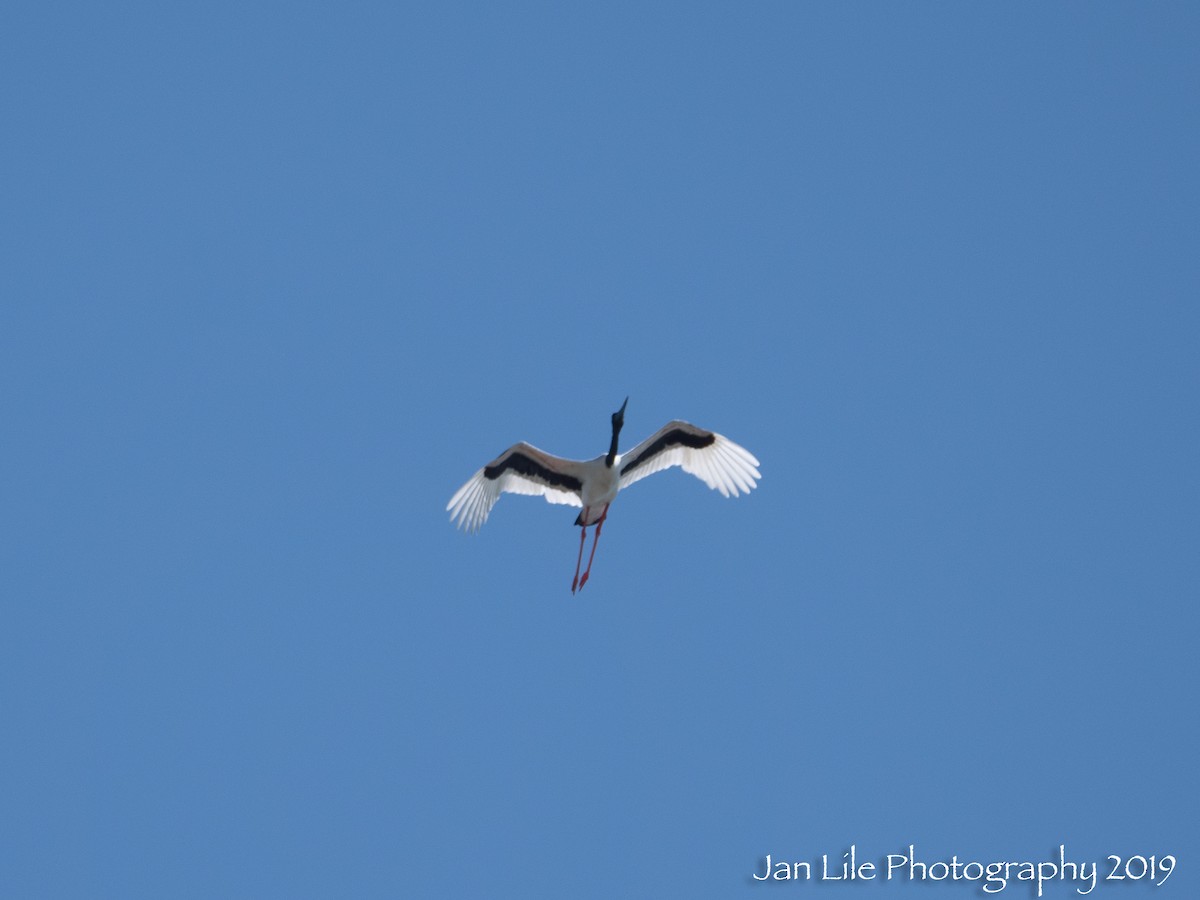 Black-necked Stork - ML157471971