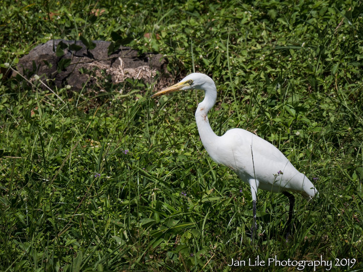 Great Egret (modesta) - Jan Lile