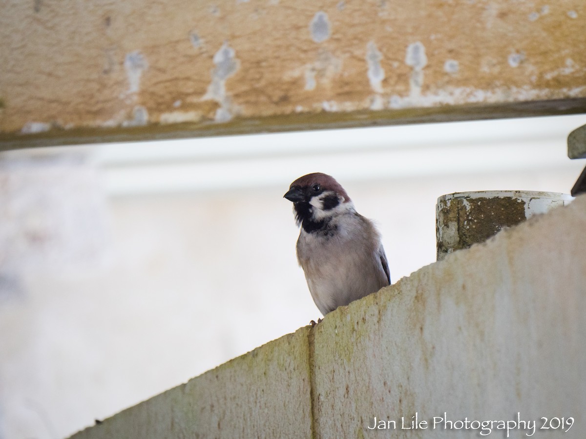 Eurasian Tree Sparrow - Jan Lile