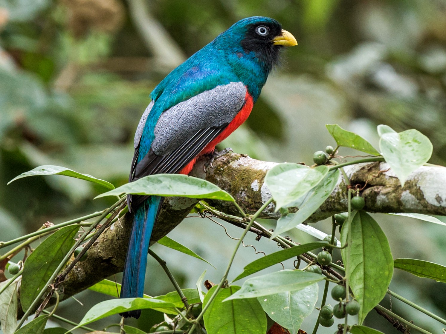 Blue-tailed Trogon - Nick Athanas