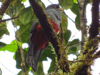 雌鳥 - Jorge Muñoz García   CAQUETA BIRDING - ML157473041