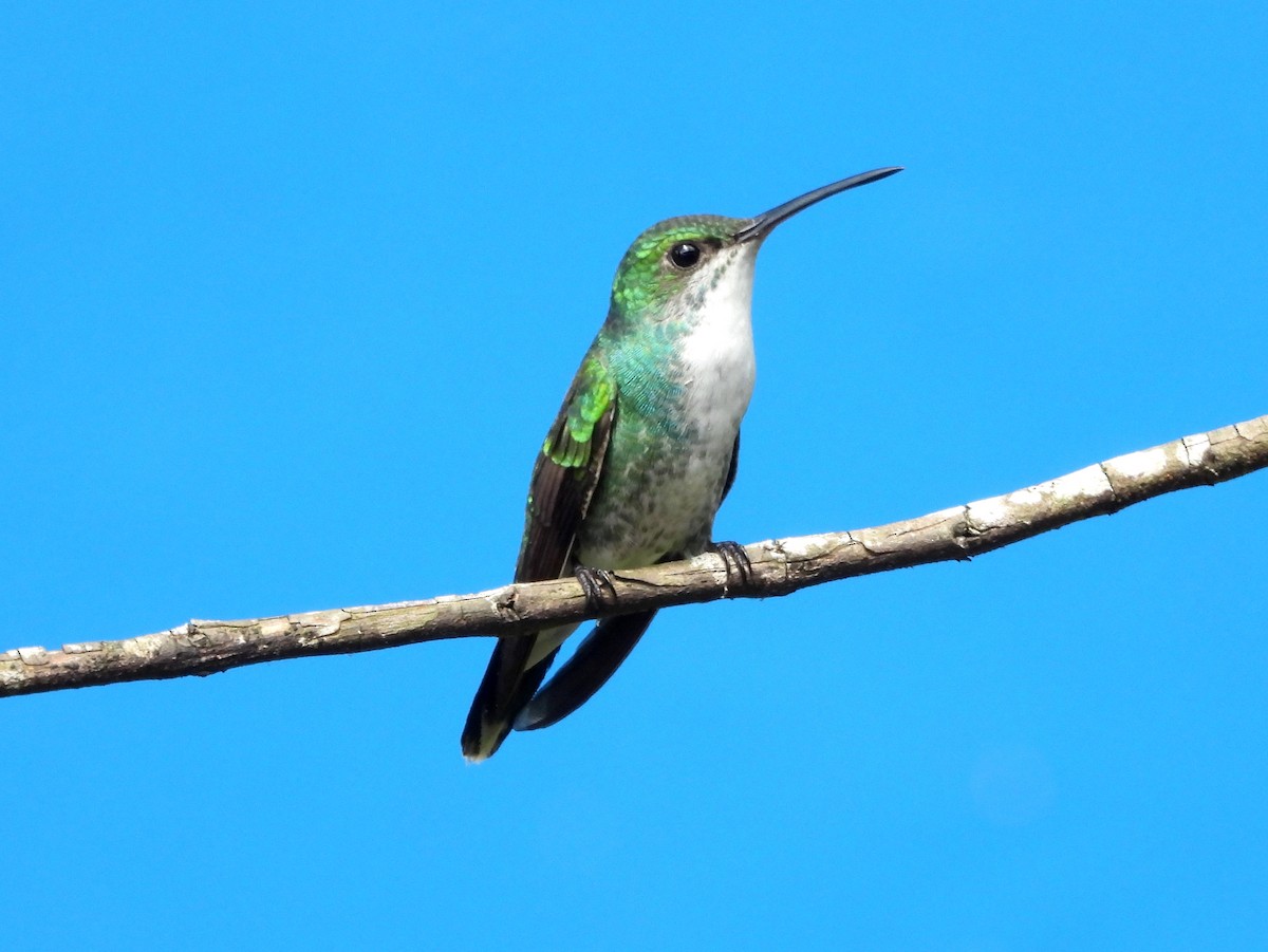 kolibřík safírovohrdlý - ML157473261