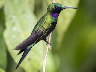  - Black-throated Brilliant