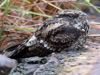  - Blackish Nightjar