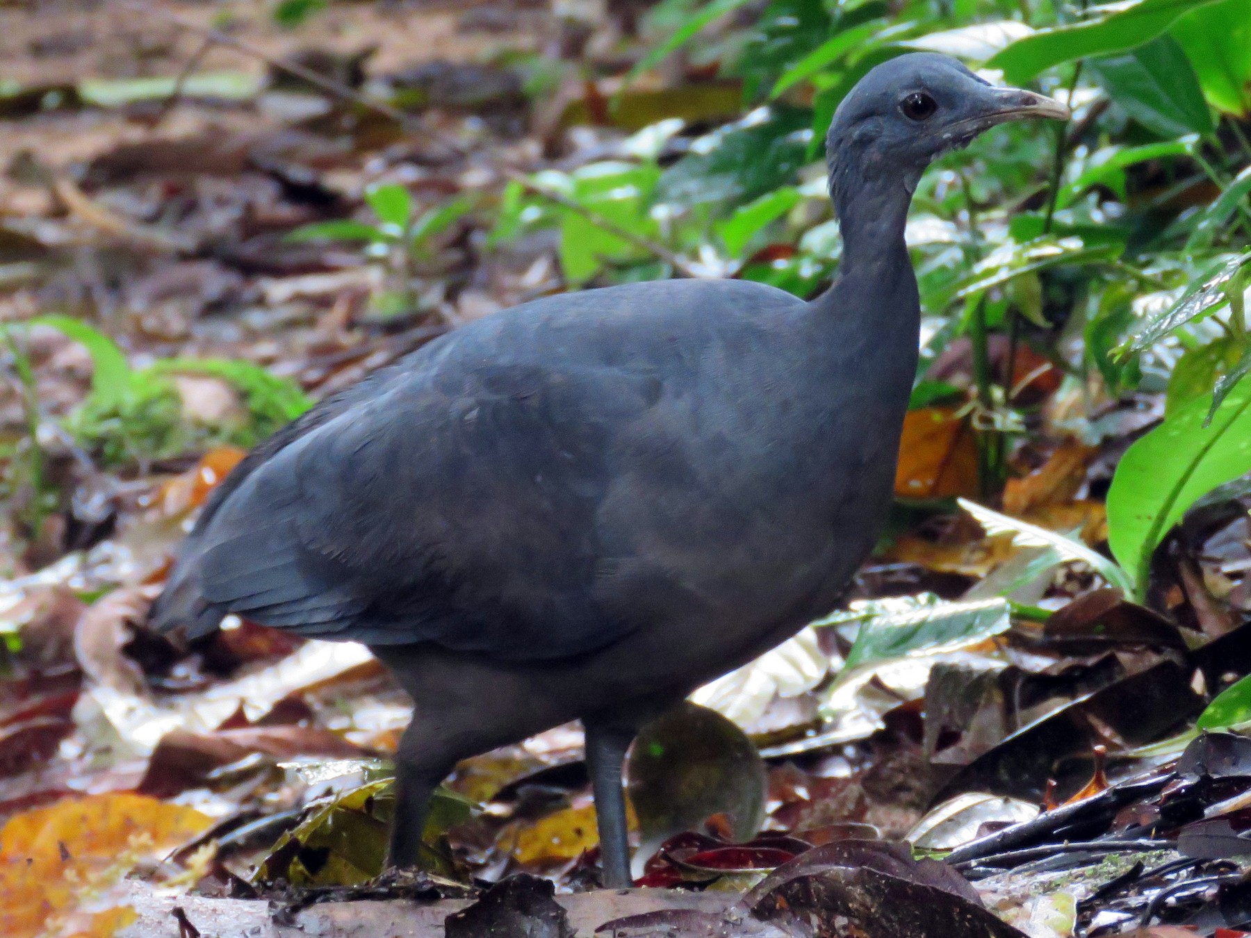 Black Tinamou - Brayan Coral Jaramillo