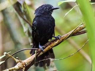  - Blackish Antbird