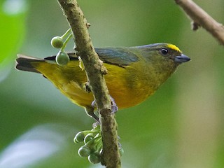  - Bronze-green Euphonia