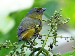  - Bronze-green Euphonia