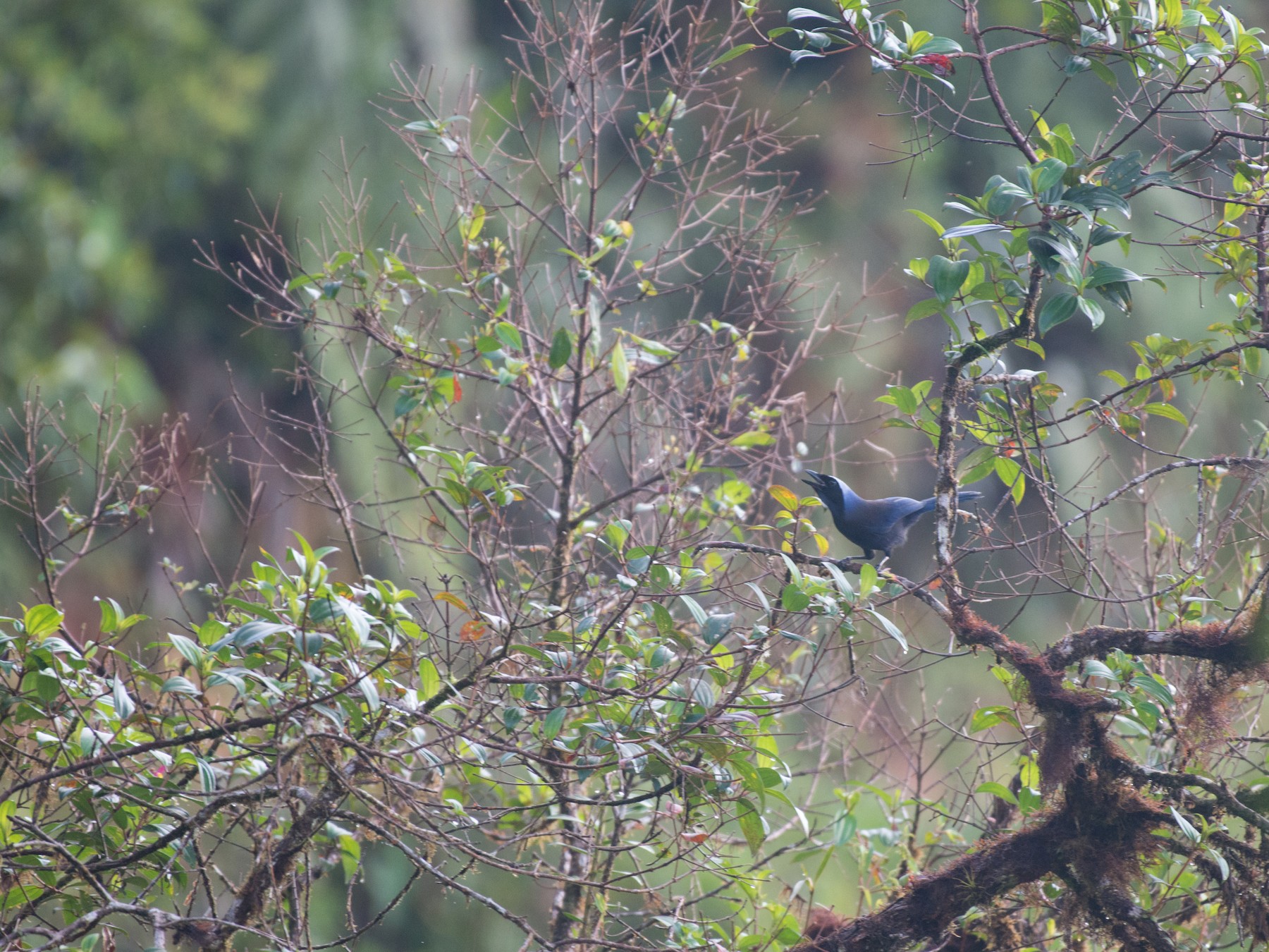 Beautiful Jay - eBird