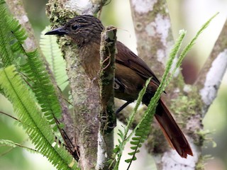  - Black-billed Treehunter