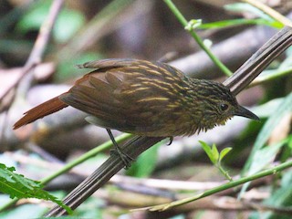  - Black-billed Treehunter