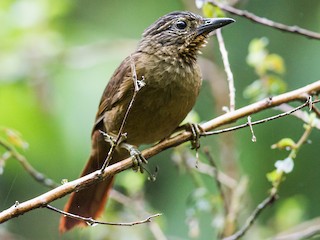  - Black-billed Treehunter