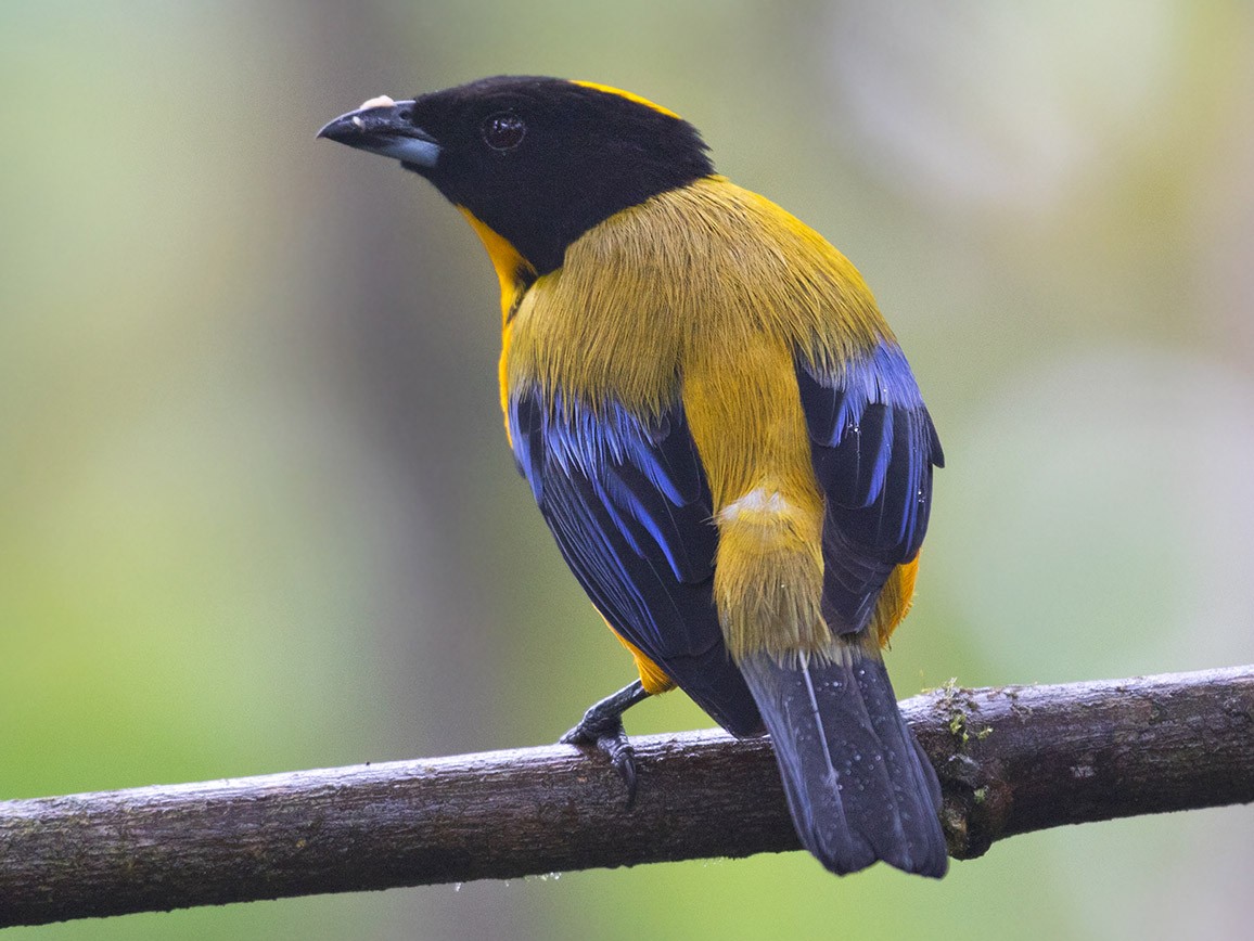 Black-chinned Mountain Tanager - Sam Woods