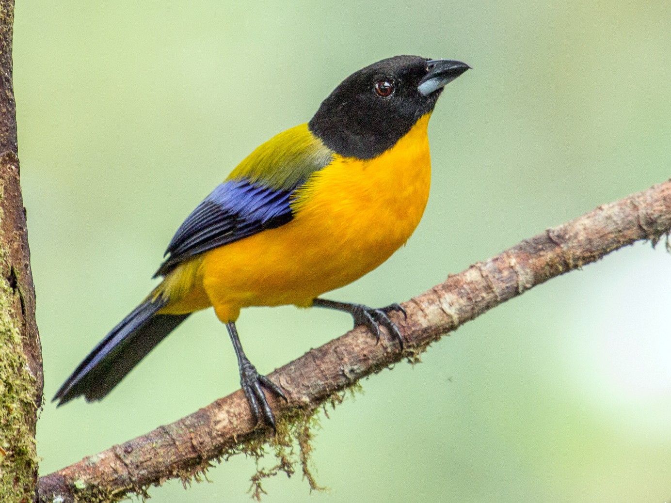 Black-chinned Mountain Tanager - Louise Auclair