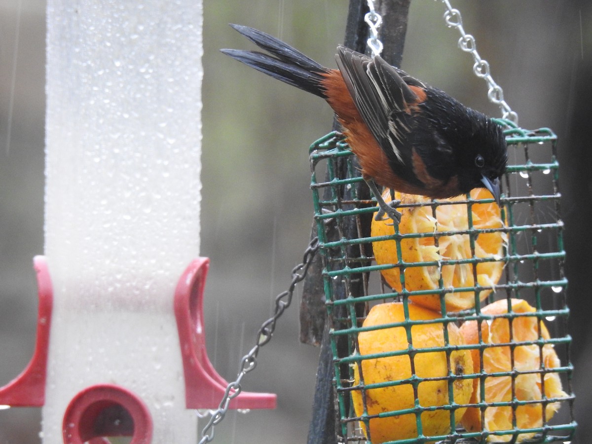 Orchard Oriole - ML157475511