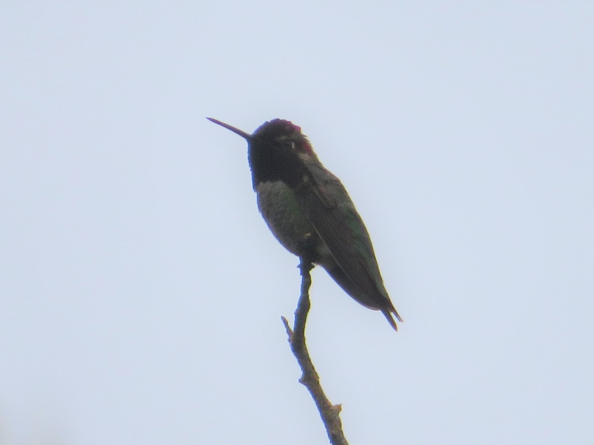 Anna's Hummingbird - ML157476311