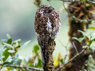  - Andean Potoo