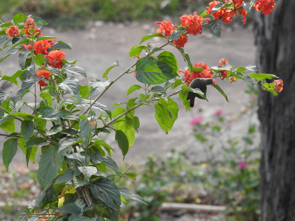 Pale-billed Flowerpecker - ML157481211