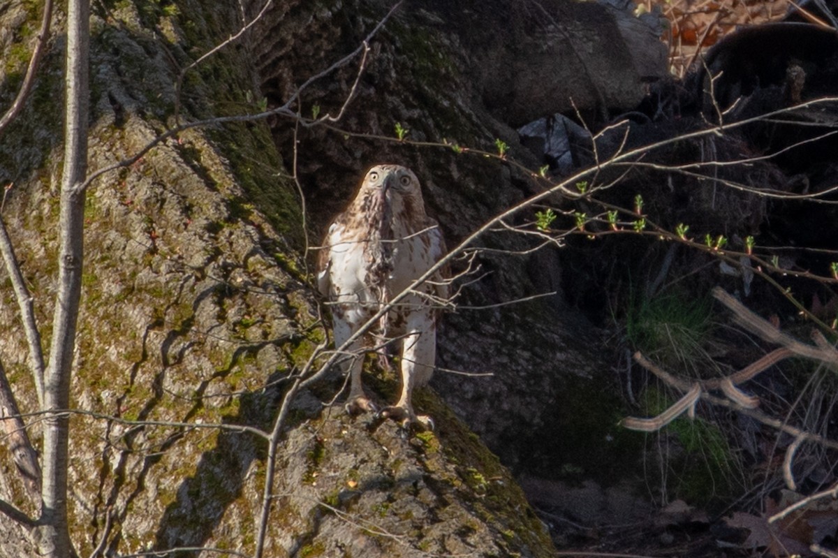 Red-tailed Hawk - ML157481571