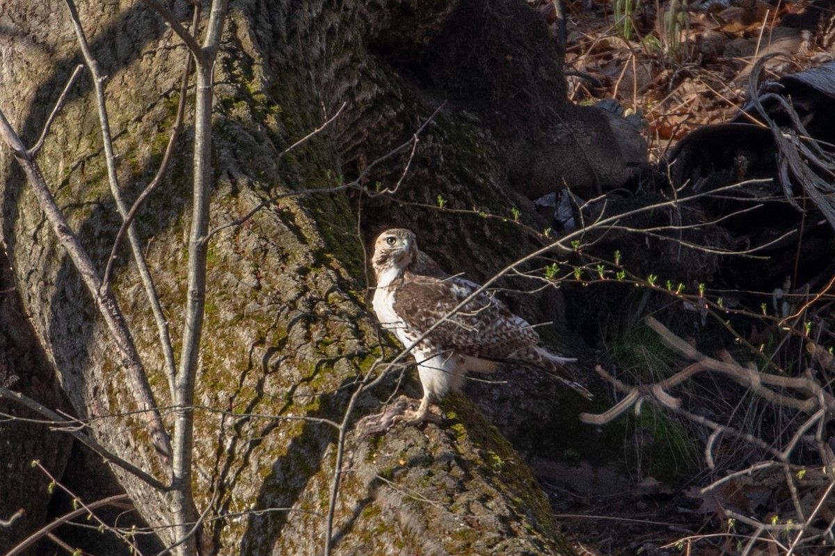 Red-tailed Hawk - ML157481581