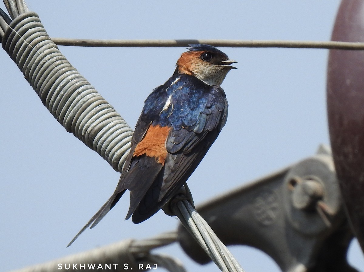 Red-rumped Swallow - Sukhwant S Raj