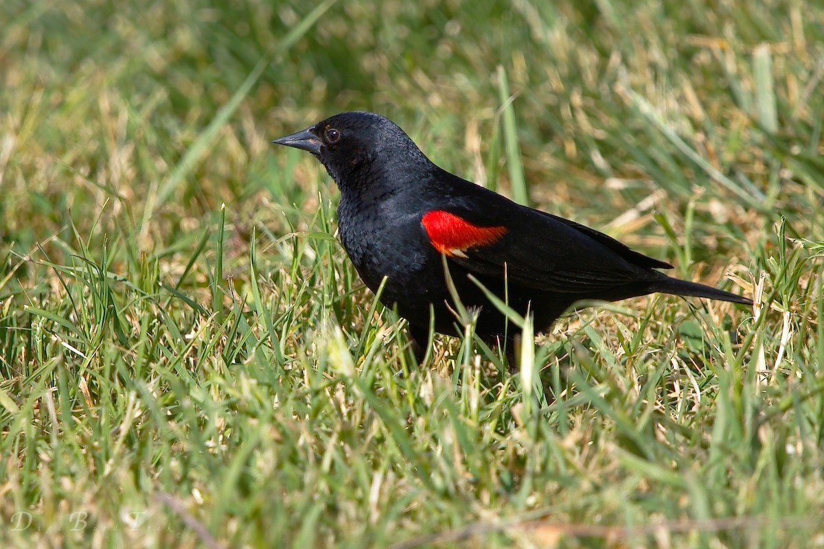 Red-winged Blackbird - ML157483751