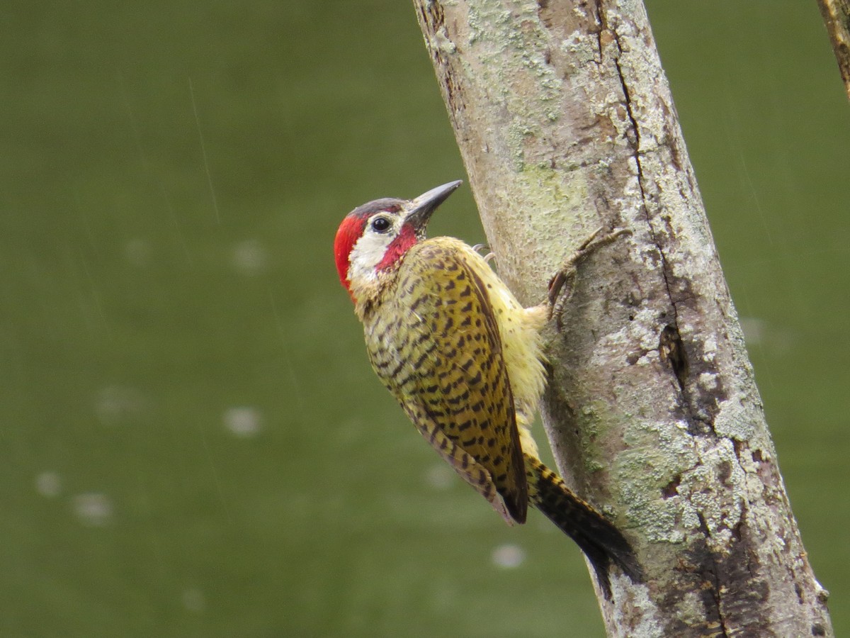 Spot-breasted Woodpecker - Gabriel Utria - Quetzal Birdwatch