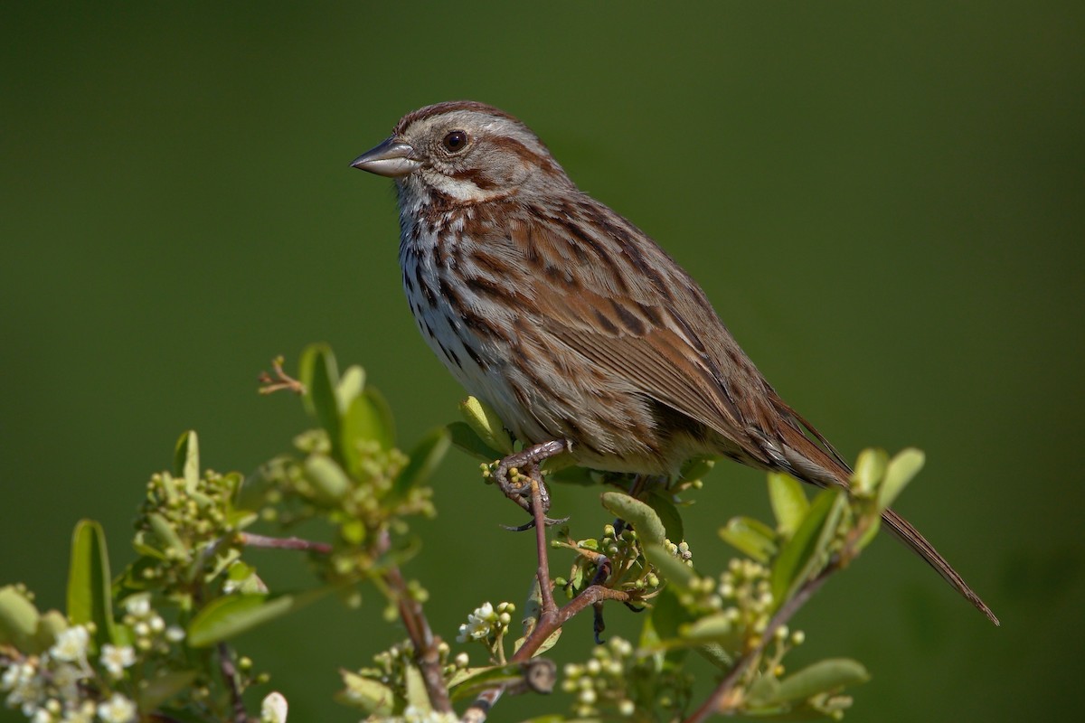 Song Sparrow - DigiBirdTrek CA
