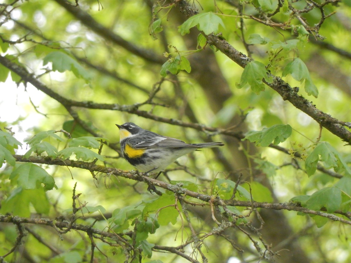 Yellow-rumped Warbler (Myrtle x Audubon's) - ML157486791