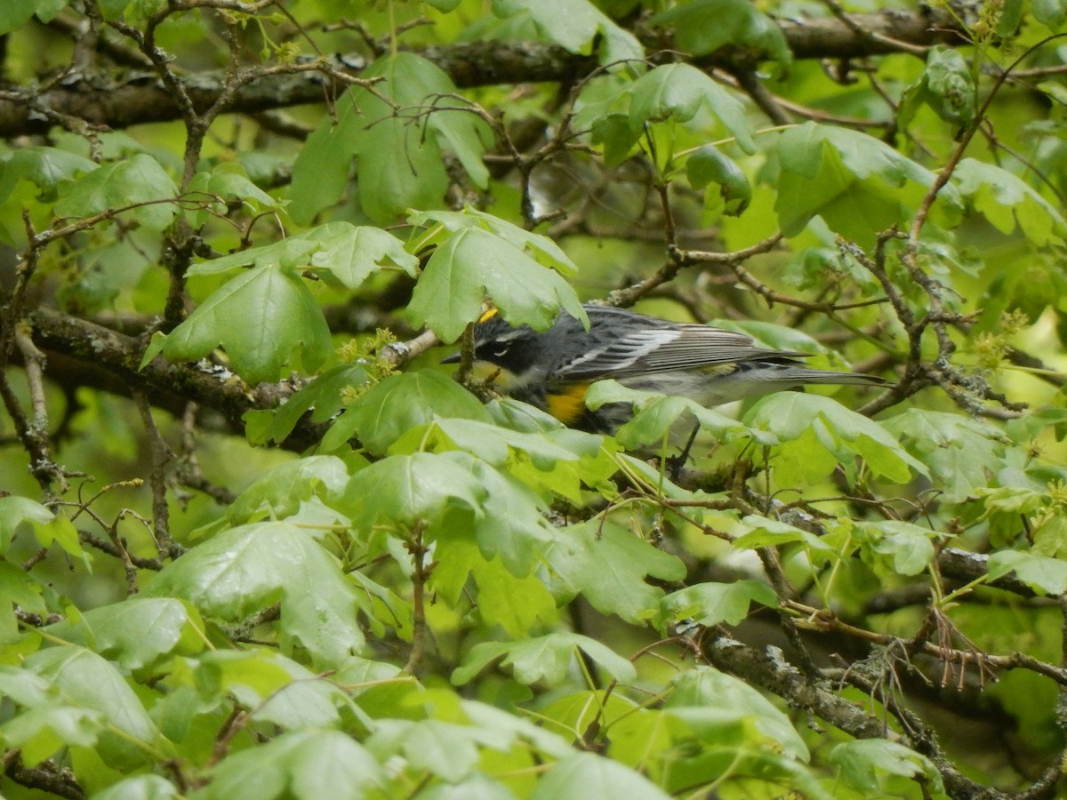 Yellow-rumped Warbler (Myrtle x Audubon's) - ML157486861