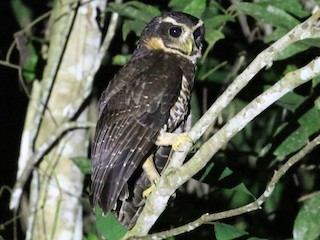 pulsatrix melanota Band-Bellied Owl (Pulsatrix melanota melanota)