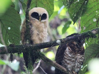 pulsatrix melanota Photos - Band-bellied Owl - Pulsatrix melanota
