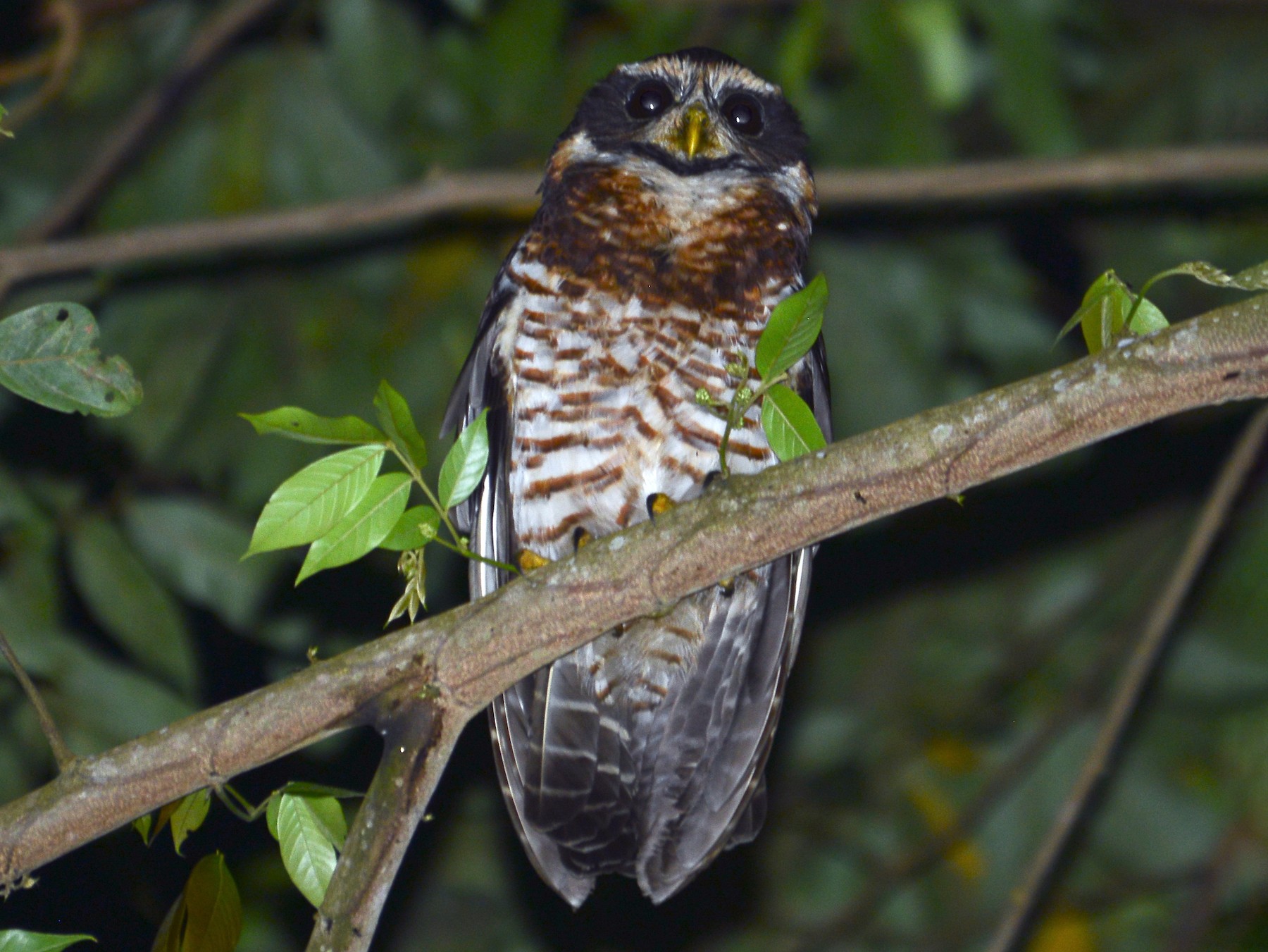 Band-bellied Owl - Alan Van Norman