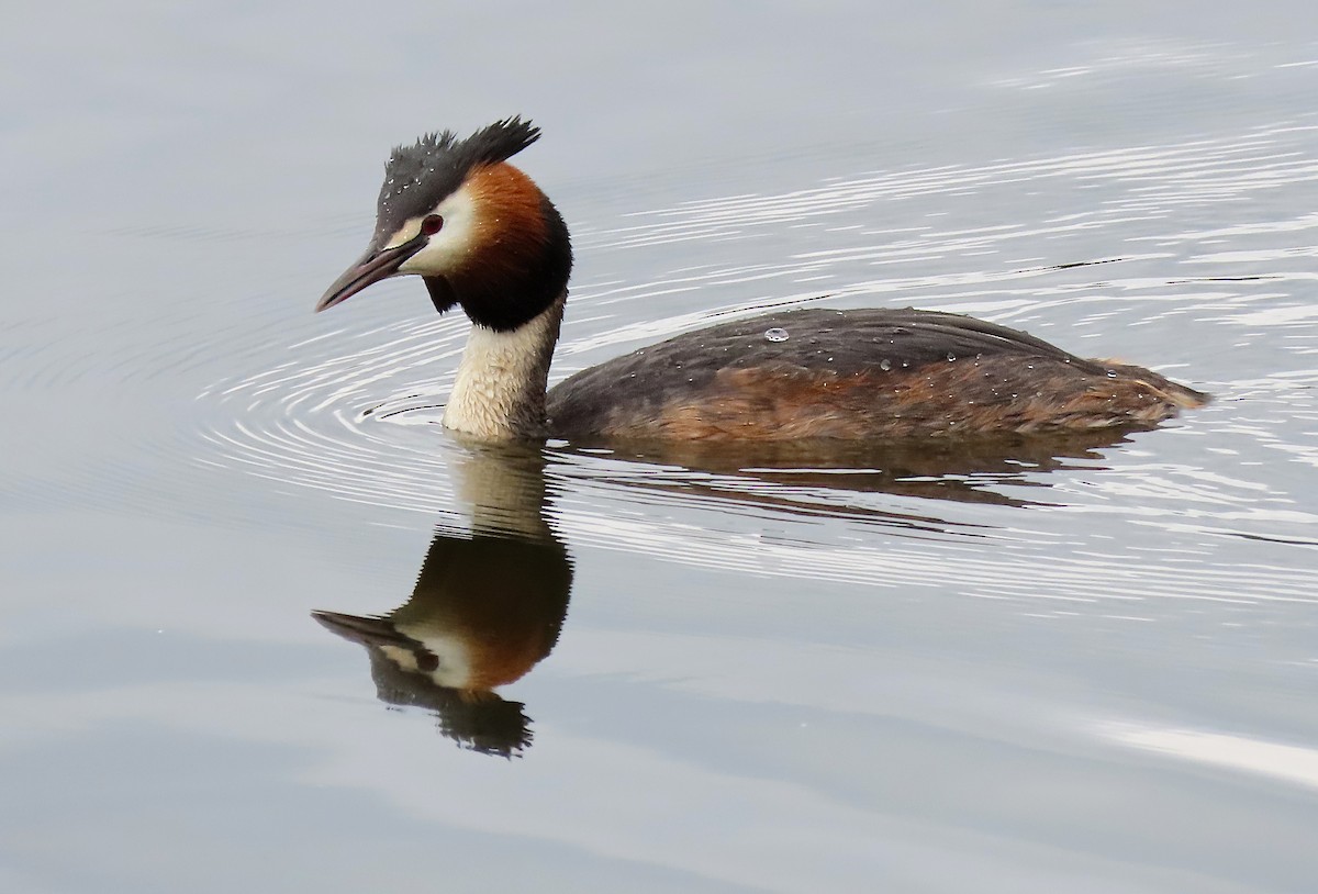 Great Crested Grebe - ML157487681