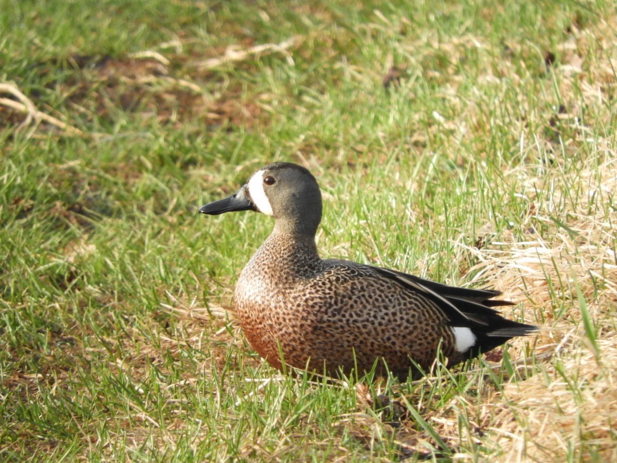 Blue-winged Teal - ML157487701