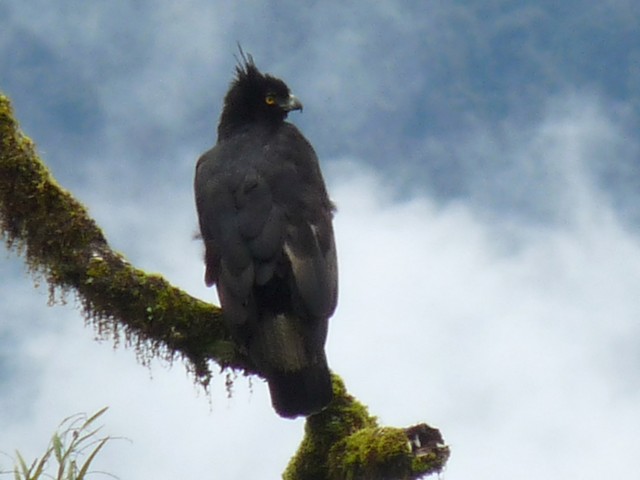 Adult - Black-and-chestnut Eagle - 