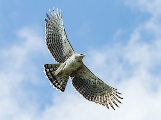 アカクロクマタカ - eBird