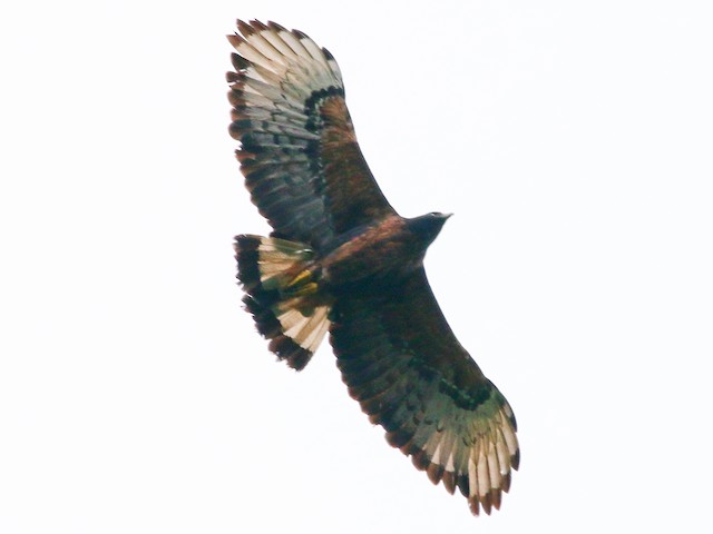 Adult - Black-and-chestnut Eagle - 