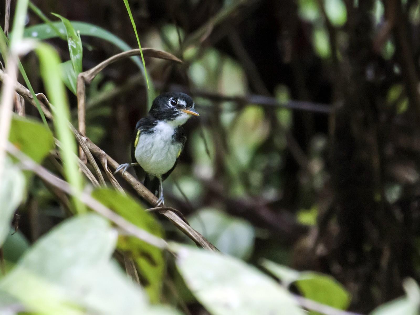 Black-and-white Tody-Flycatcher - Nick Athanas