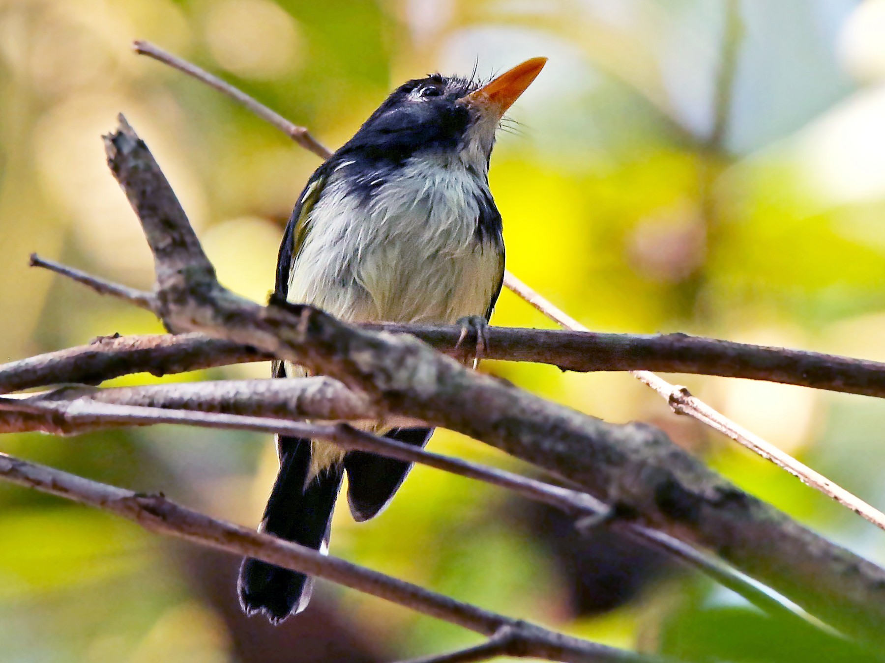 Black-and-white Tody-Flycatcher - Roger Ahlman