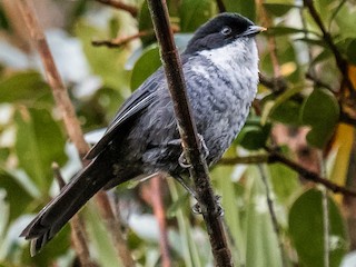  - Black-backed Bush Tanager