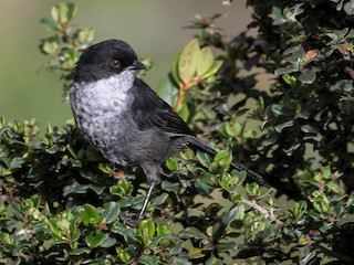 - Black-backed Bush Tanager