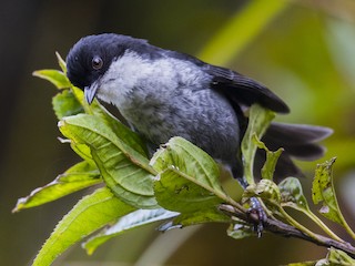  - Black-backed Bush Tanager