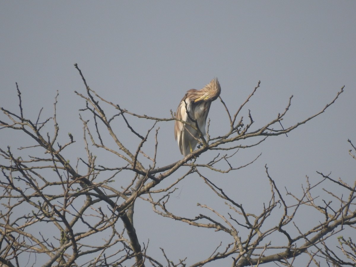 Indian Pond-Heron - Sourav Halder
