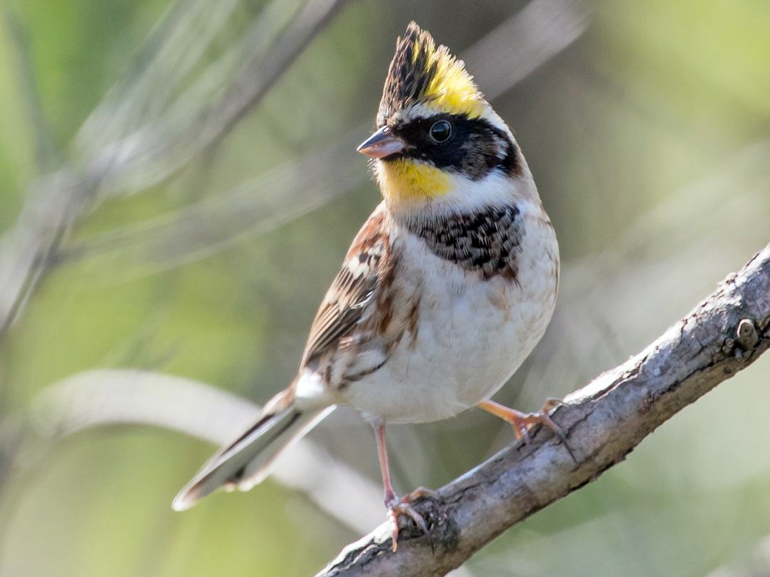 Yellow-throated Bunting - eBird