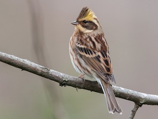 Самка/молодая птица - Kai Pflug - ML157491501