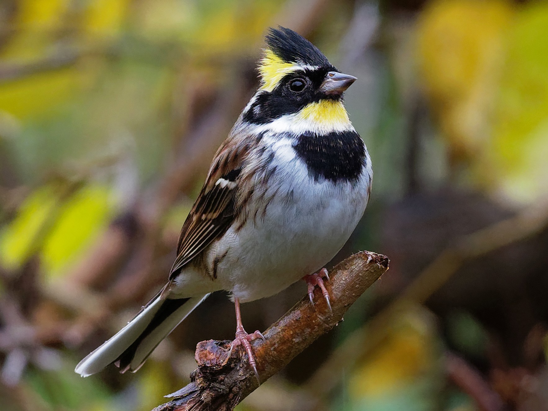 Yellow-throated Bunting - Vincent Wang